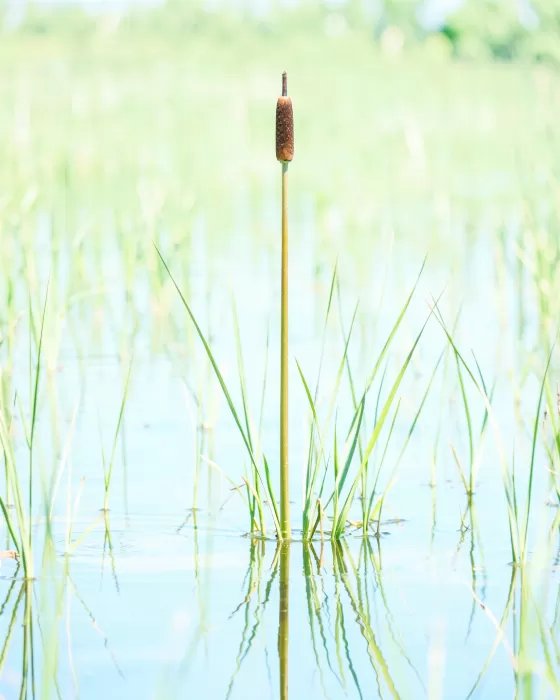 Marsh Cattail