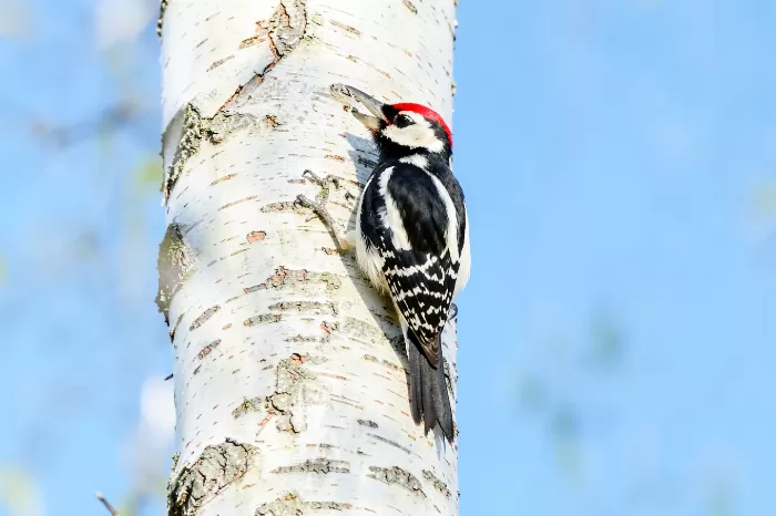 Birch Perch