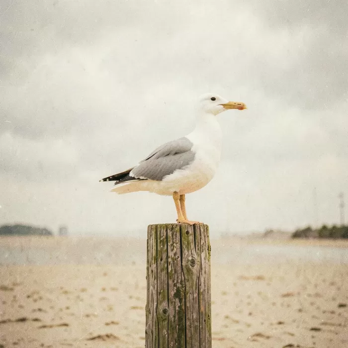 Shore Watcher