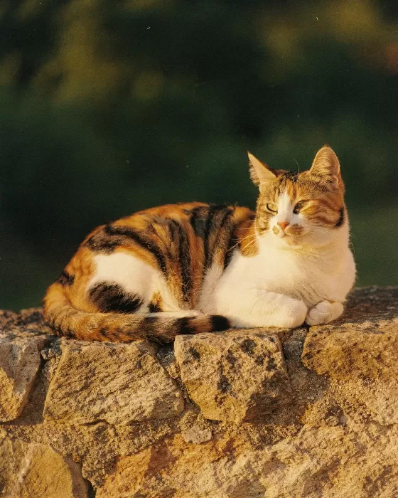 Wall Cat