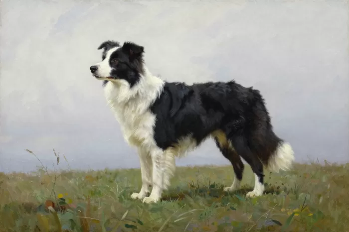 Border Collie