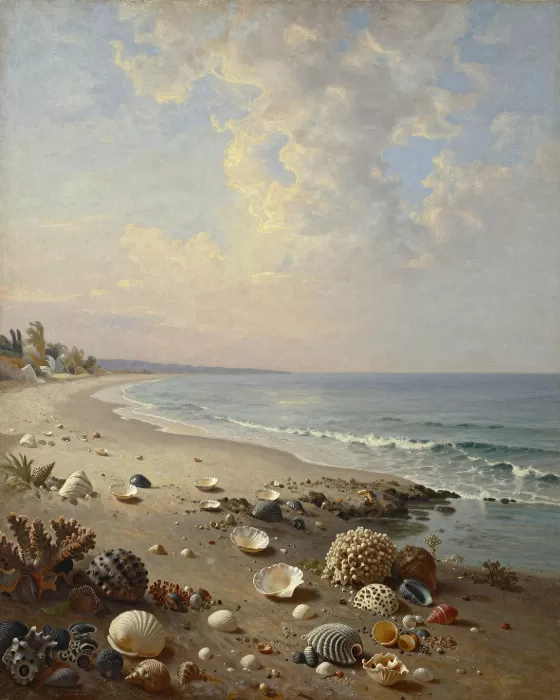 Coastal Shells