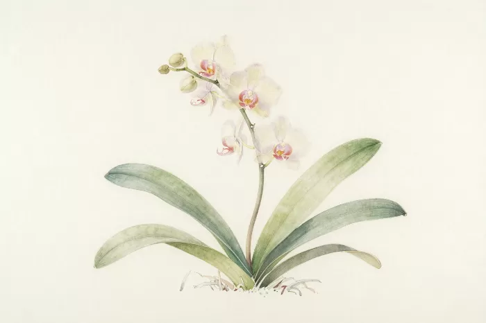 Soft Orchid
