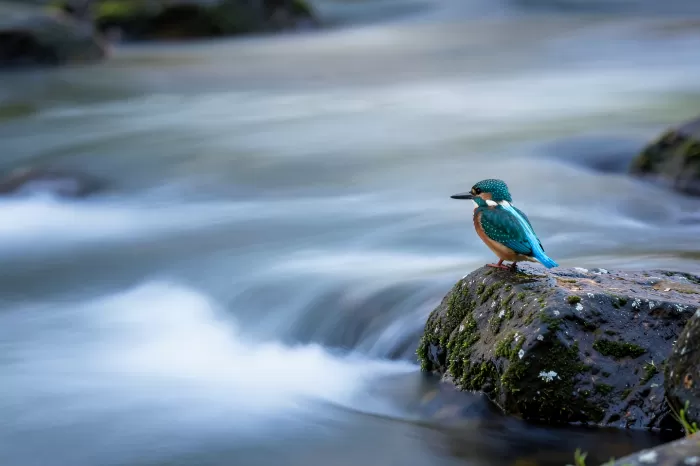 Kingfisher Mist