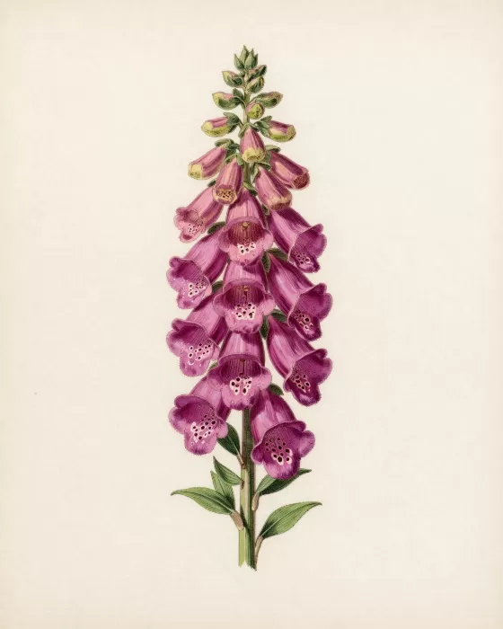 Magenta Foxglove