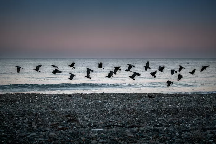 Shingle Crows