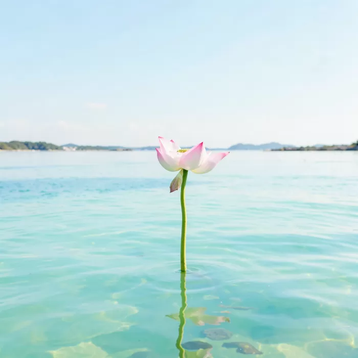Lagoon Lotus