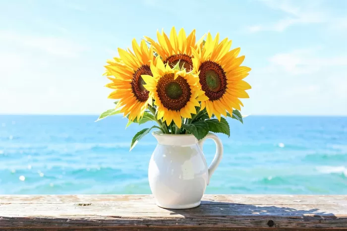 Coastal Sunflowers