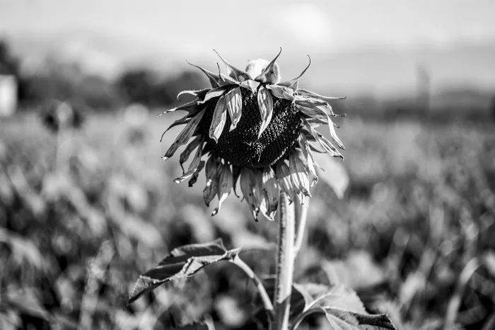 Wilted Sun