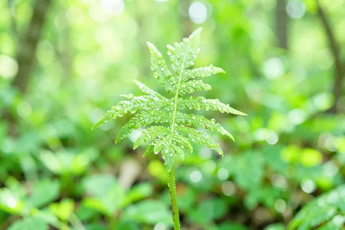 Spring Green