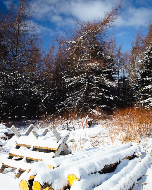Newfoundland Woods 3 - Newfoundland art print