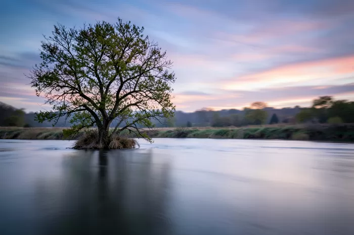 River Tree
