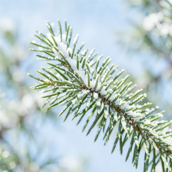 Snow Fir