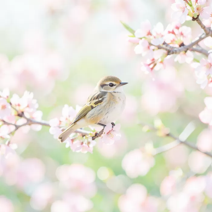 Blossom Perch