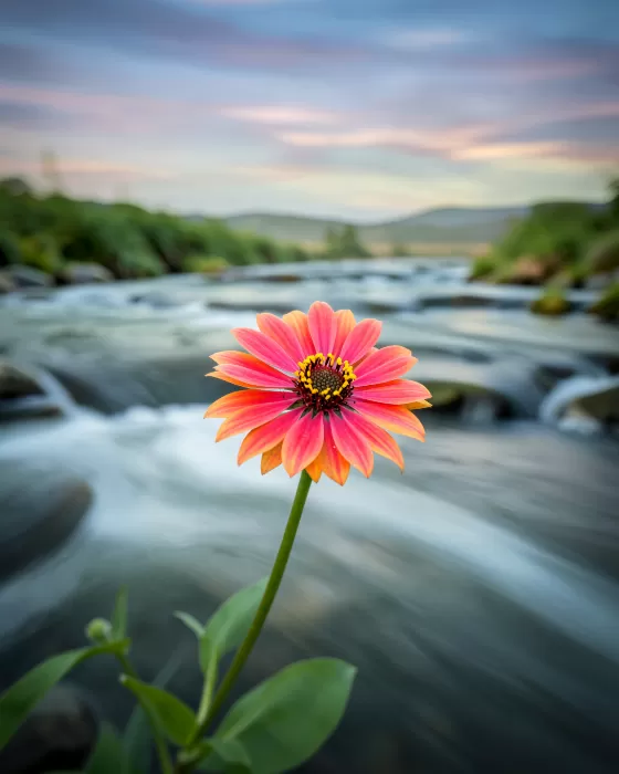 Zinnia Drift