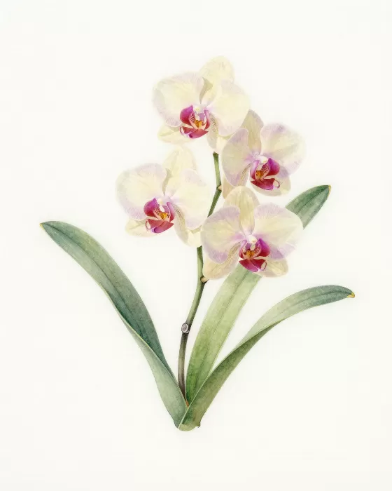 Orchid Study II