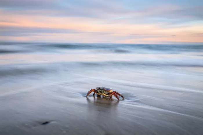 Crab Alone