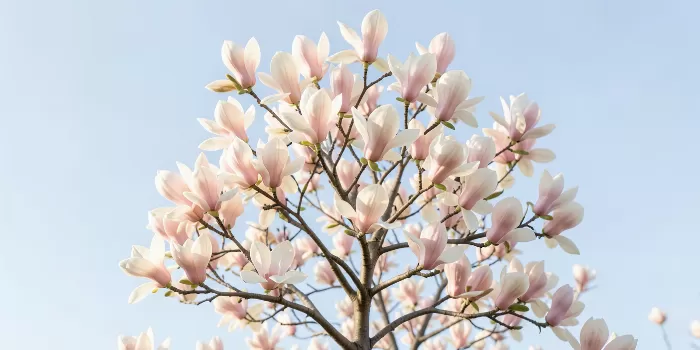 Blush Blossom