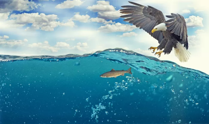 White Tailed Eagle