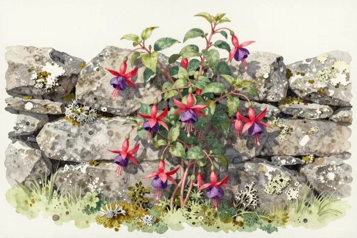 Fuchsia Wall