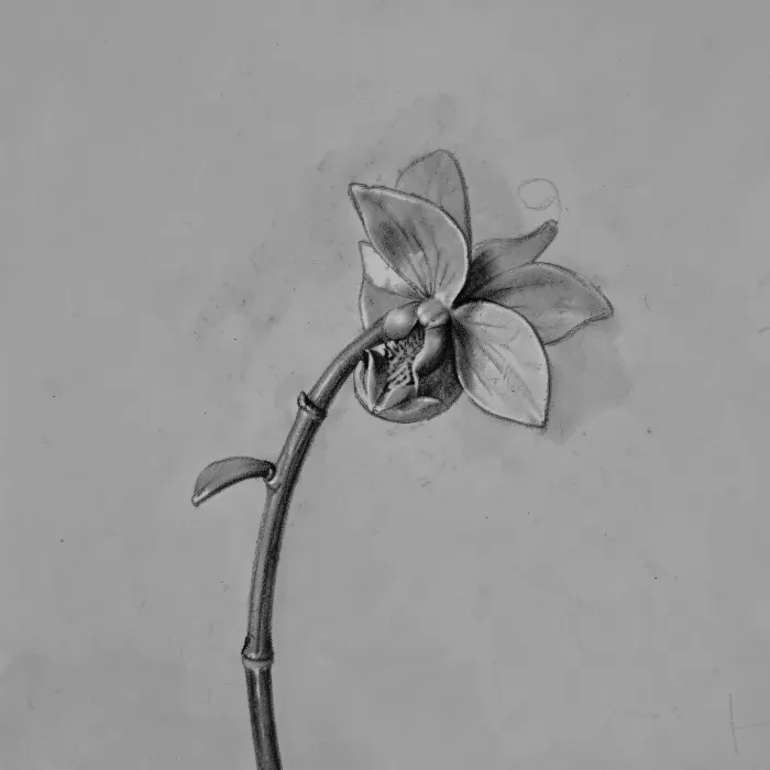 Charcoal Orchid