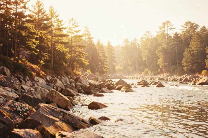 Maine Pines