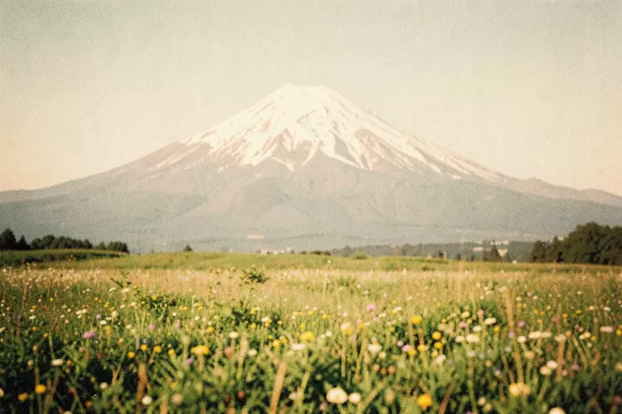 Rainier Meadow