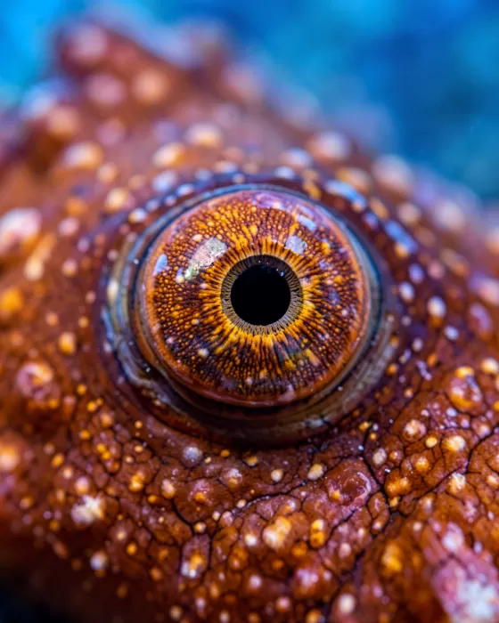 Octopus Eye