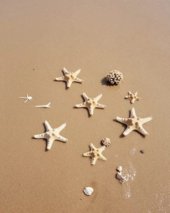 Coral Remnants
