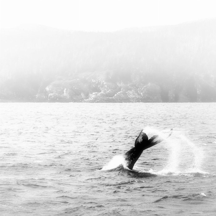 Natures Beauty - Newfoundland art print