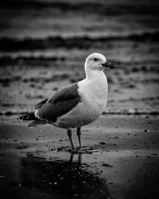 Gull At Dusk