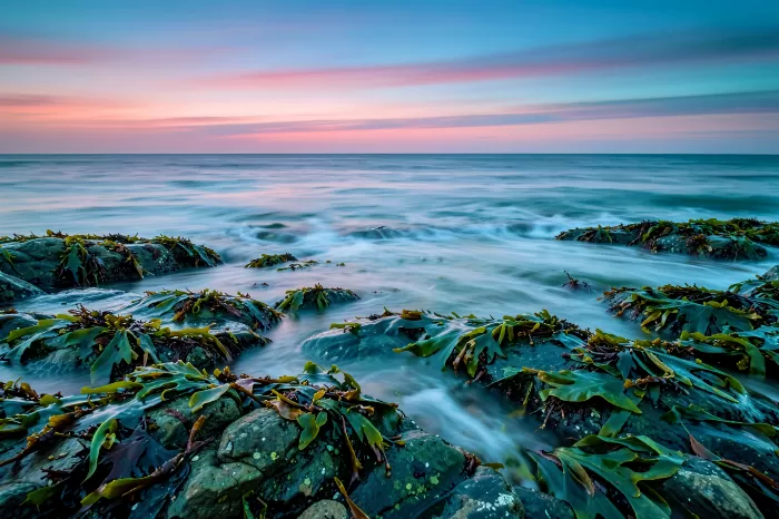 Ocean Kelp