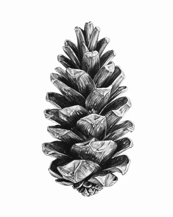 Monochrome Cone
