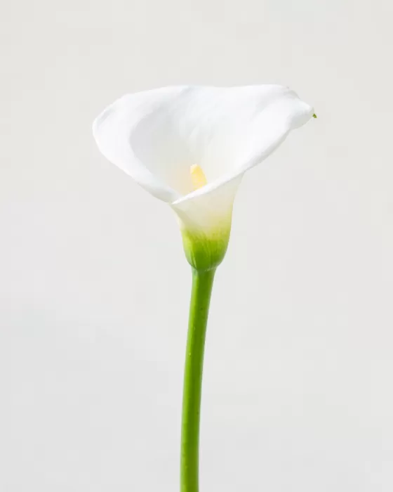 Calla Grace