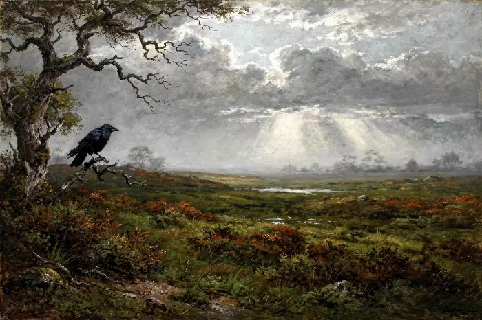 Moorland Raven