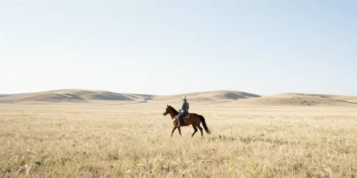 Sunlit Canter