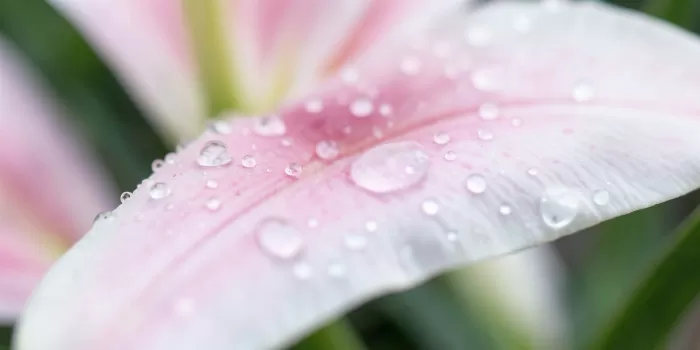 Lily Dew