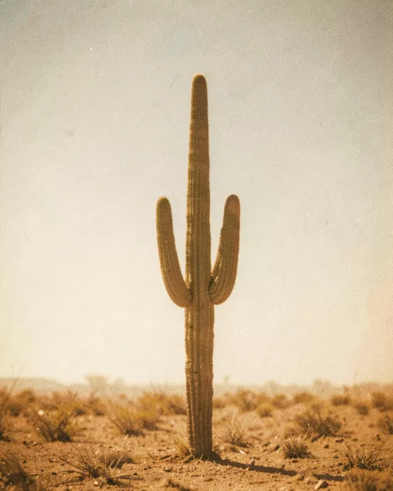 Amber Cactus