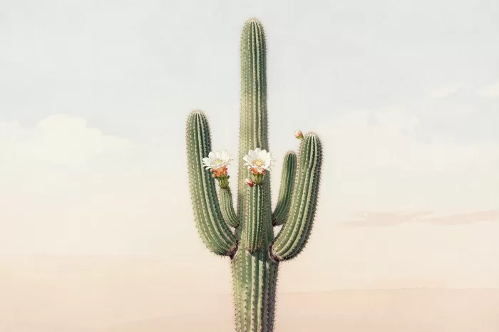 Saguaro Blossom