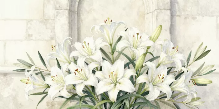 Chapel Lilies