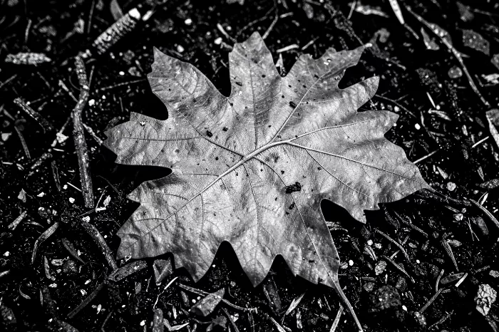 Fallen Veins