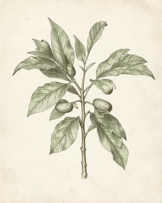 Sepia Botanicals