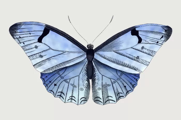 Butterfly blue