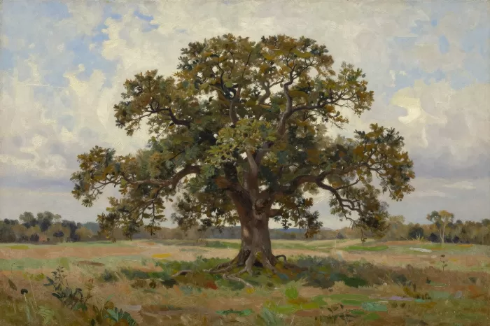 Field Oak