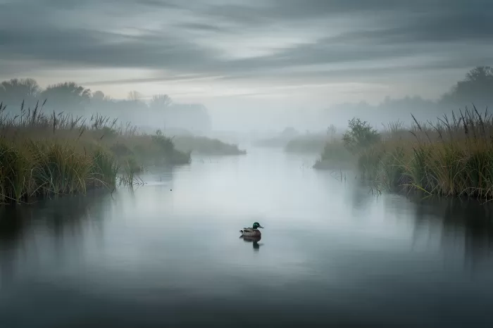 Fog Drift