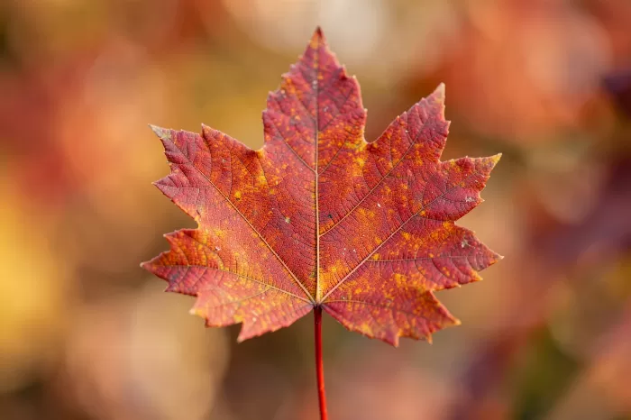 Leaf Veins