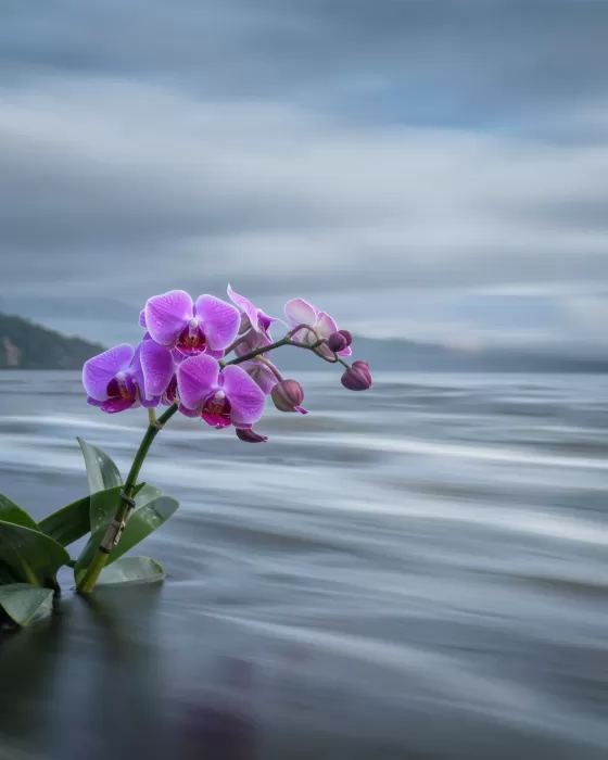 River Orchids
