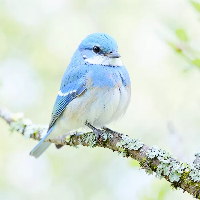 Bluebird Spring
