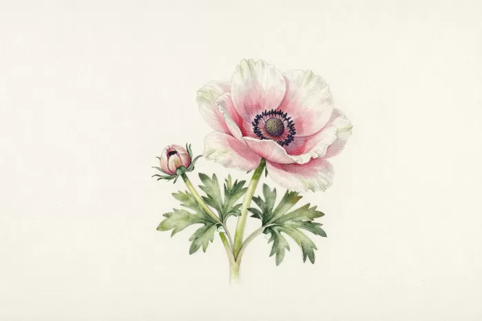 Rose Anemone