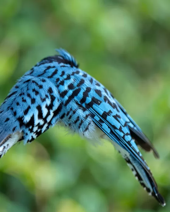 Jay Wing